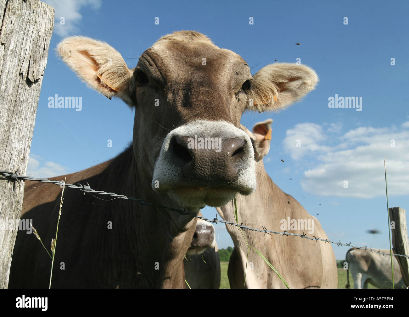 Brown mucca svizzera guardando oltre il recinto di filo spinato, close-up Foto Stock