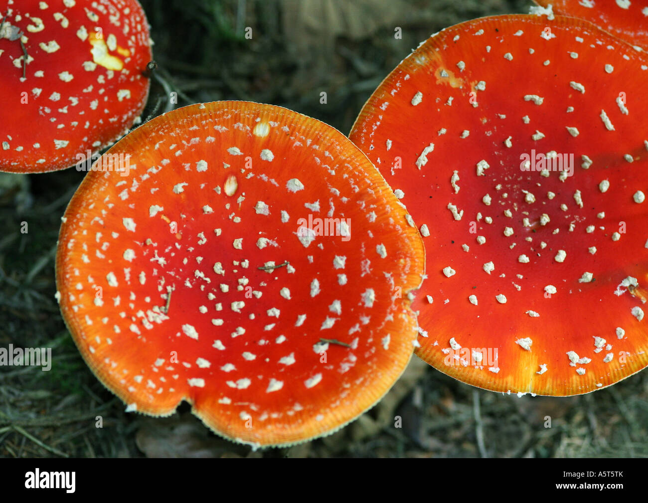 Fly agaric funghi Foto Stock