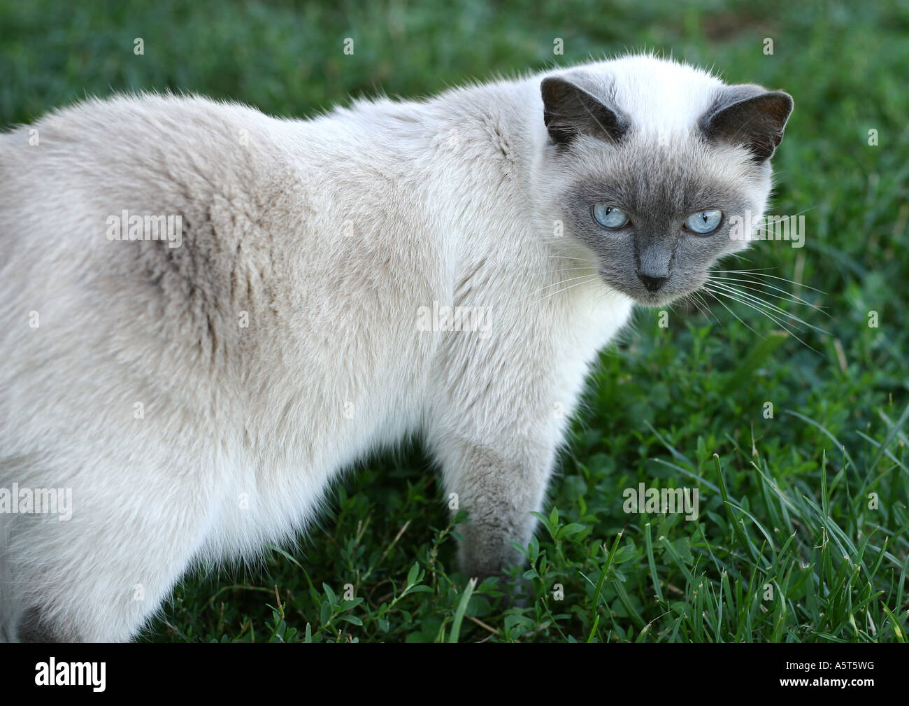 Gatto Ragdoll Foto Stock