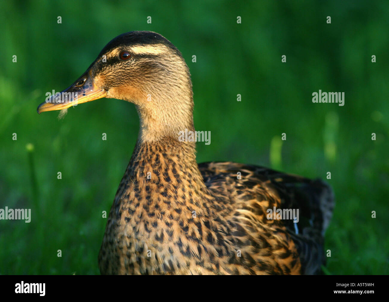 Femmina Mallard duck Foto Stock