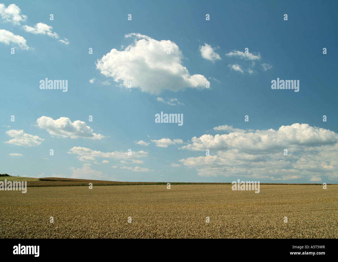 Campo e cielo Foto Stock