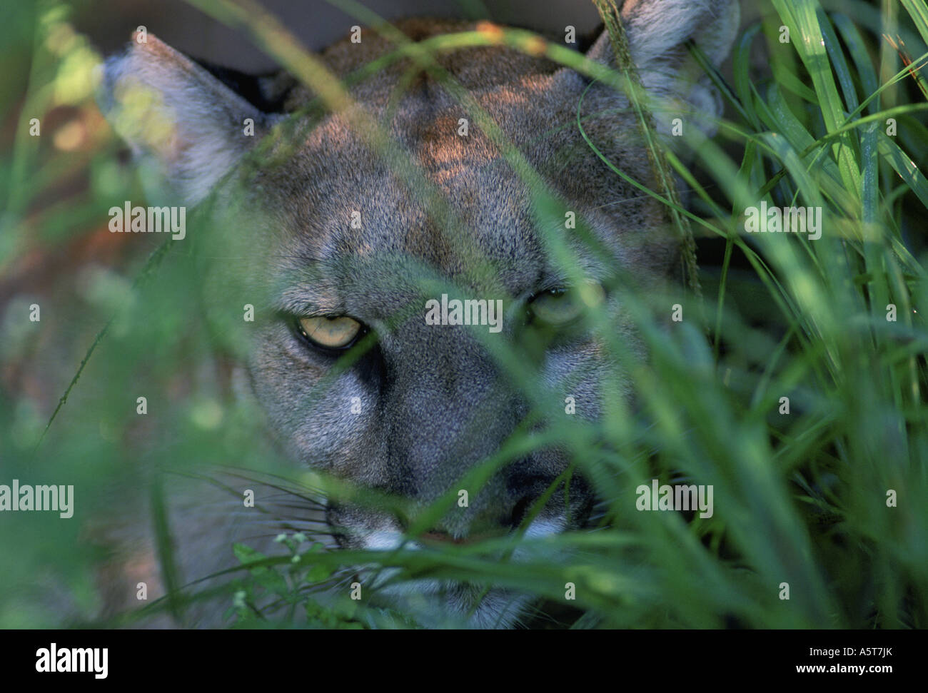 Florida panther captive in Florida Everglades Foto Stock
