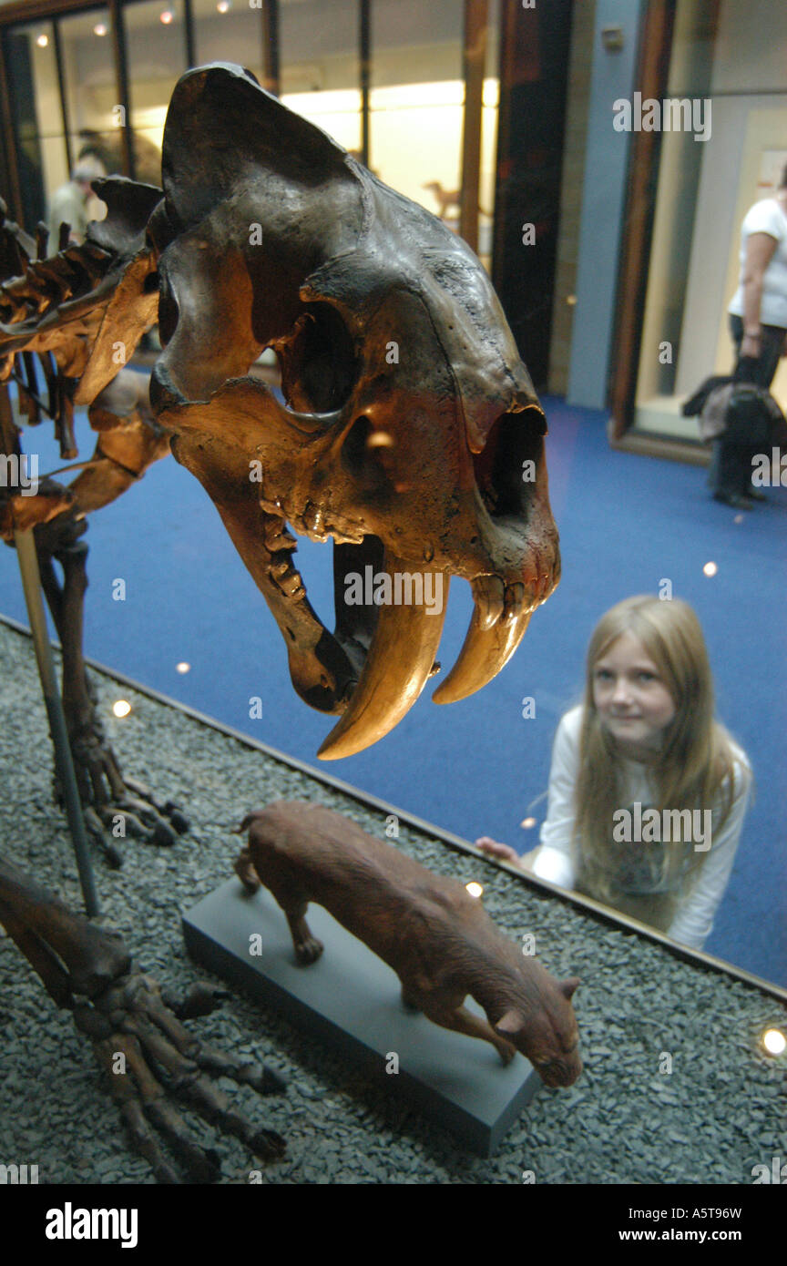 Giovane visitatore esamina uno scheletro di una tigre dai denti a sciabola (Smilodon) nel Museo di Storia Naturale di Londra, Regno Unito Foto Stock