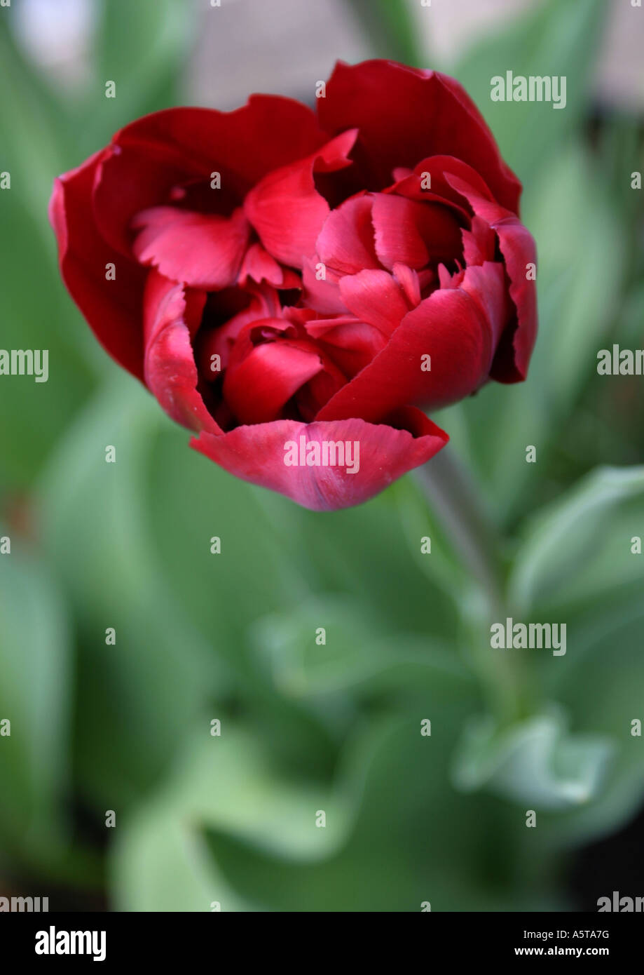 Al di sopra di fiore rosso Foto Stock