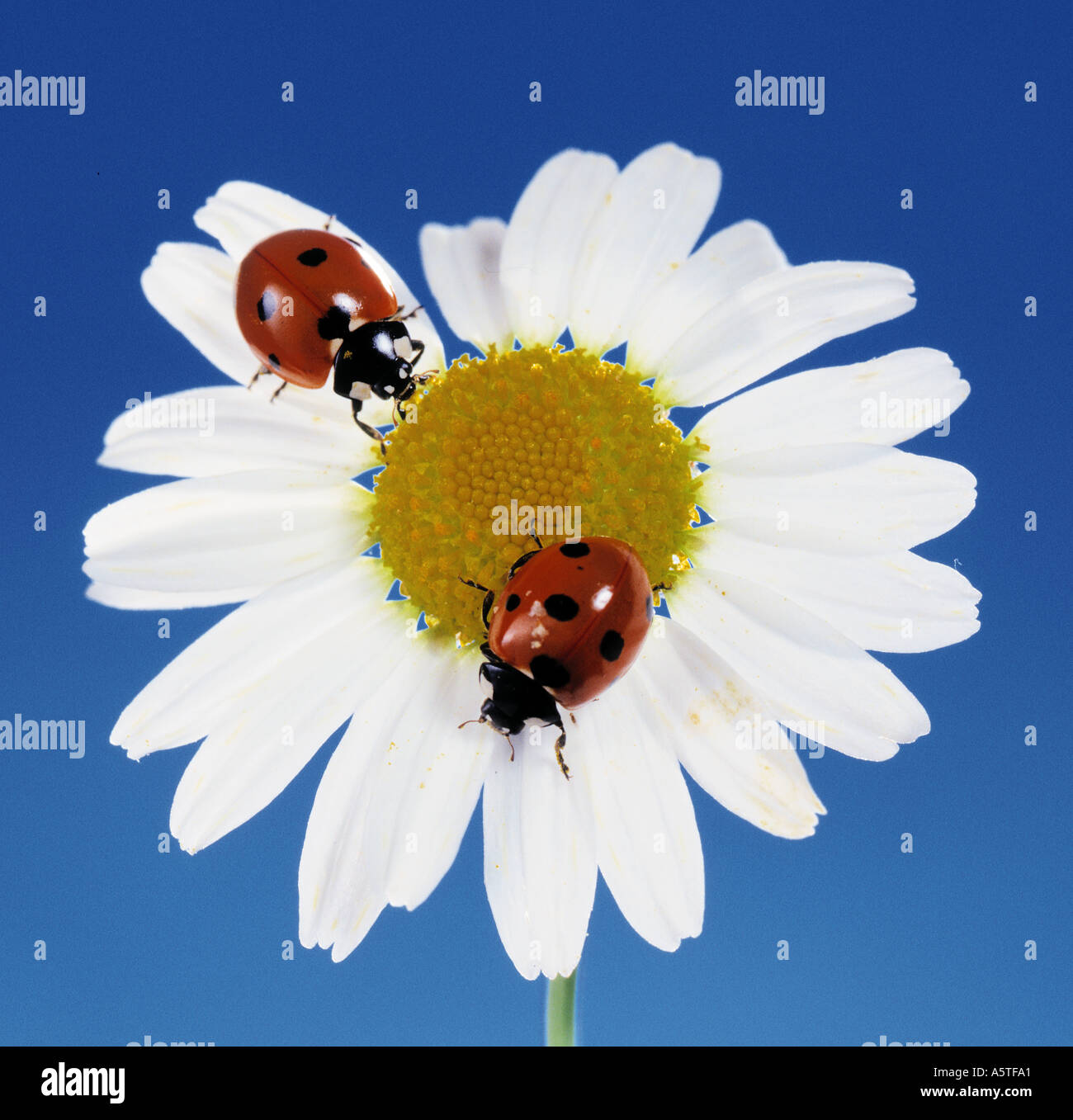 Coccinelle coccinelle coleotteri lady coleotteri ladybugs Foto Stock