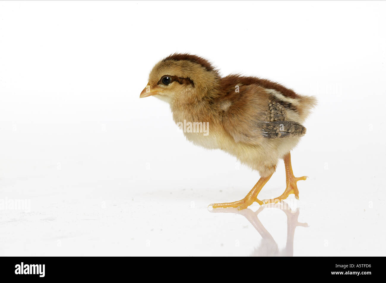 Pollo domestico. Chick a piedi. Studio Immagine contro uno sfondo bianco Foto Stock