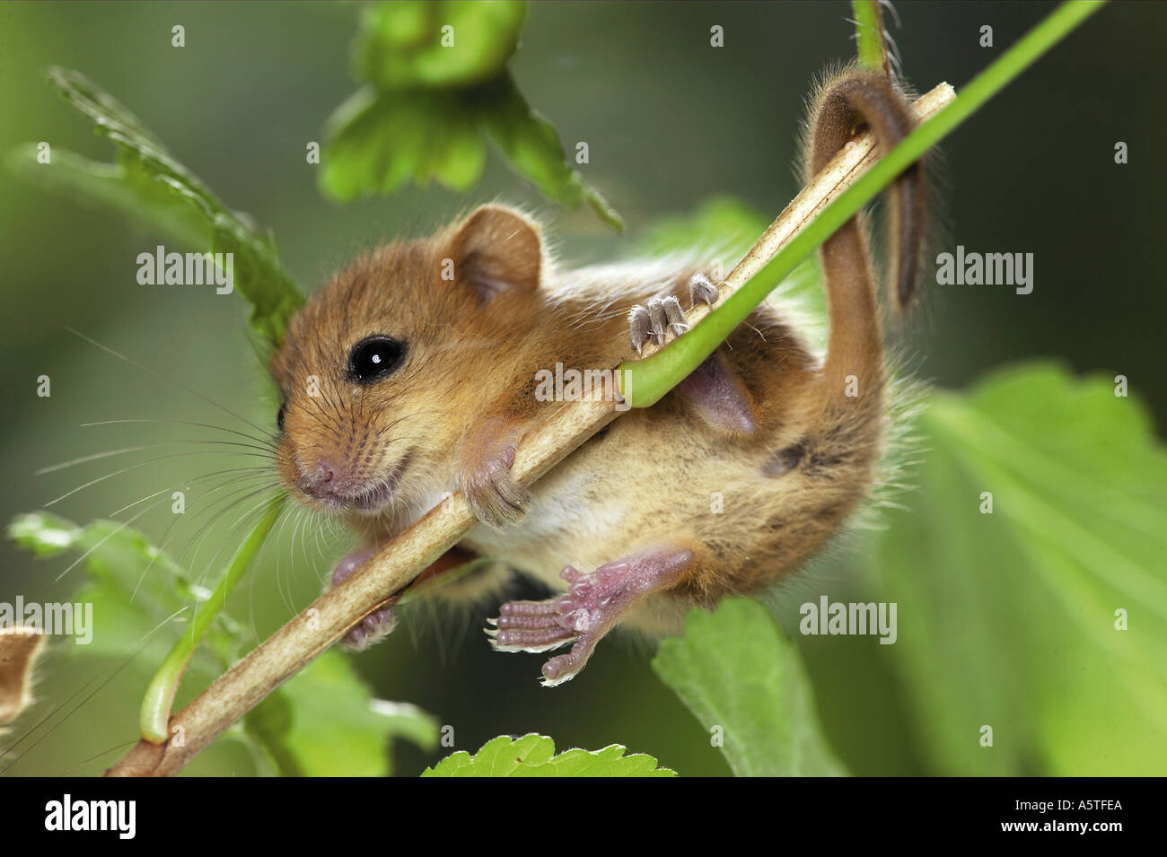Il nocciolo del mouse (Muscaridinus avellanarius). Giovani aggrappati a una levetta Foto Stock
