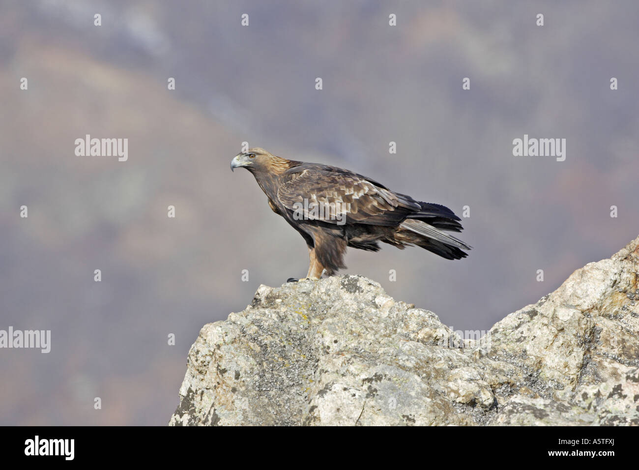 Adulto Golden Eagle appollaiate su rocce Foto Stock