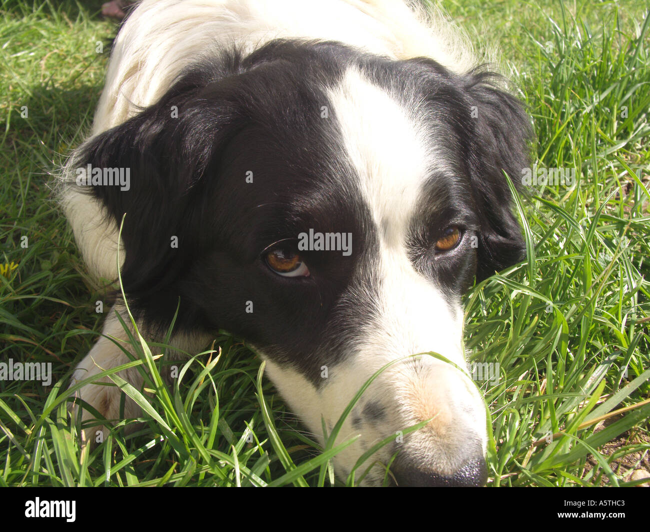 Bianco e nero Welsh collie Sheep Dog Face close up Foto Stock