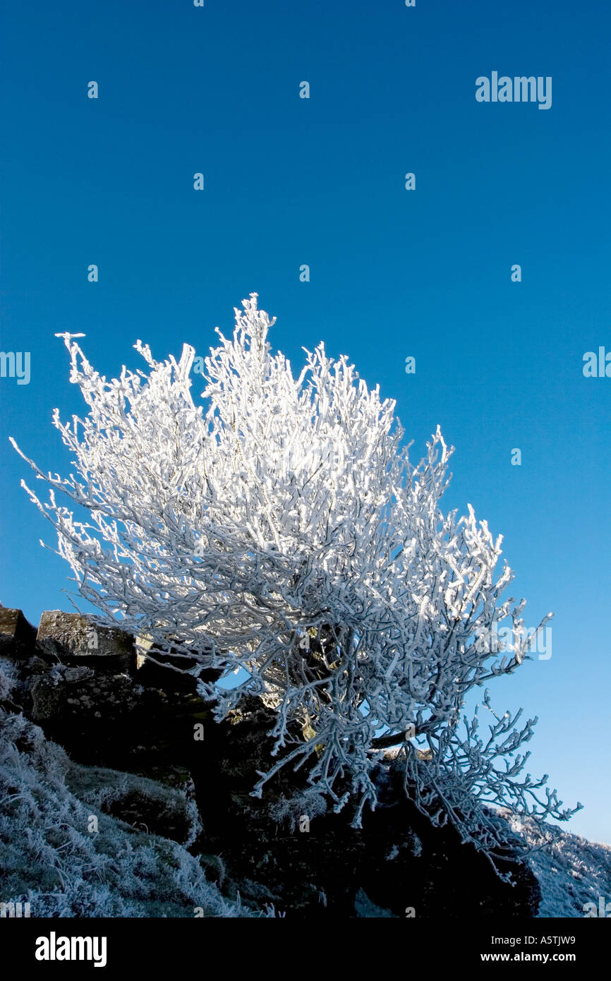 Albero invernale Foto Stock Albero invernale Foto Stock