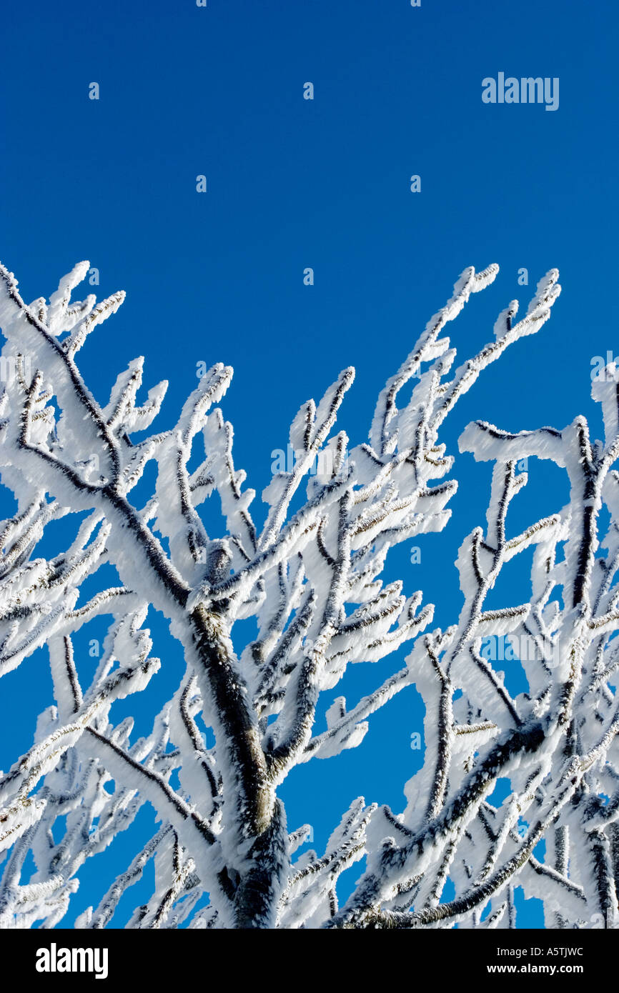 Inverno di rami di alberi Foto Stock Inverno di rami di alberi Foto Stock