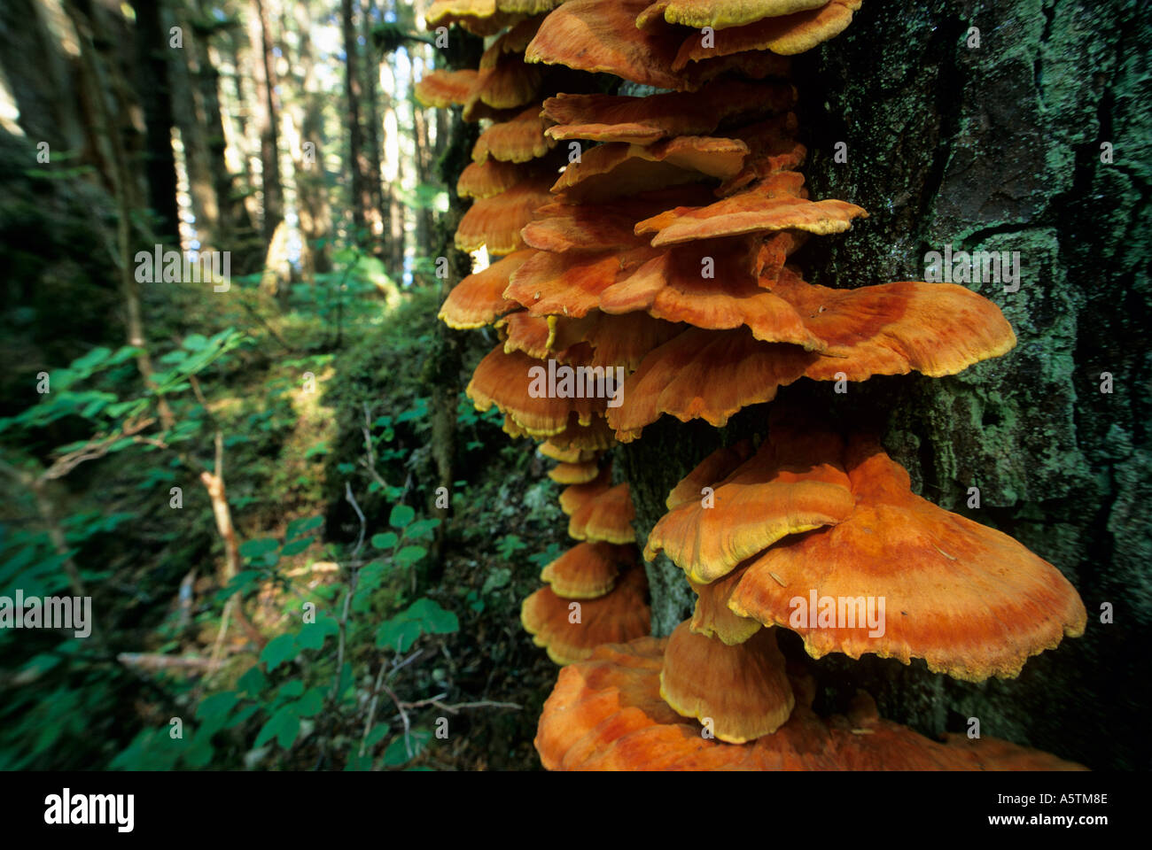 Alaska sudorientale isola Chichagof Polyporus Sulfurus o ripiano di zolfo funghi che crescono su un albero nella foresta pluviale Foto Stock
