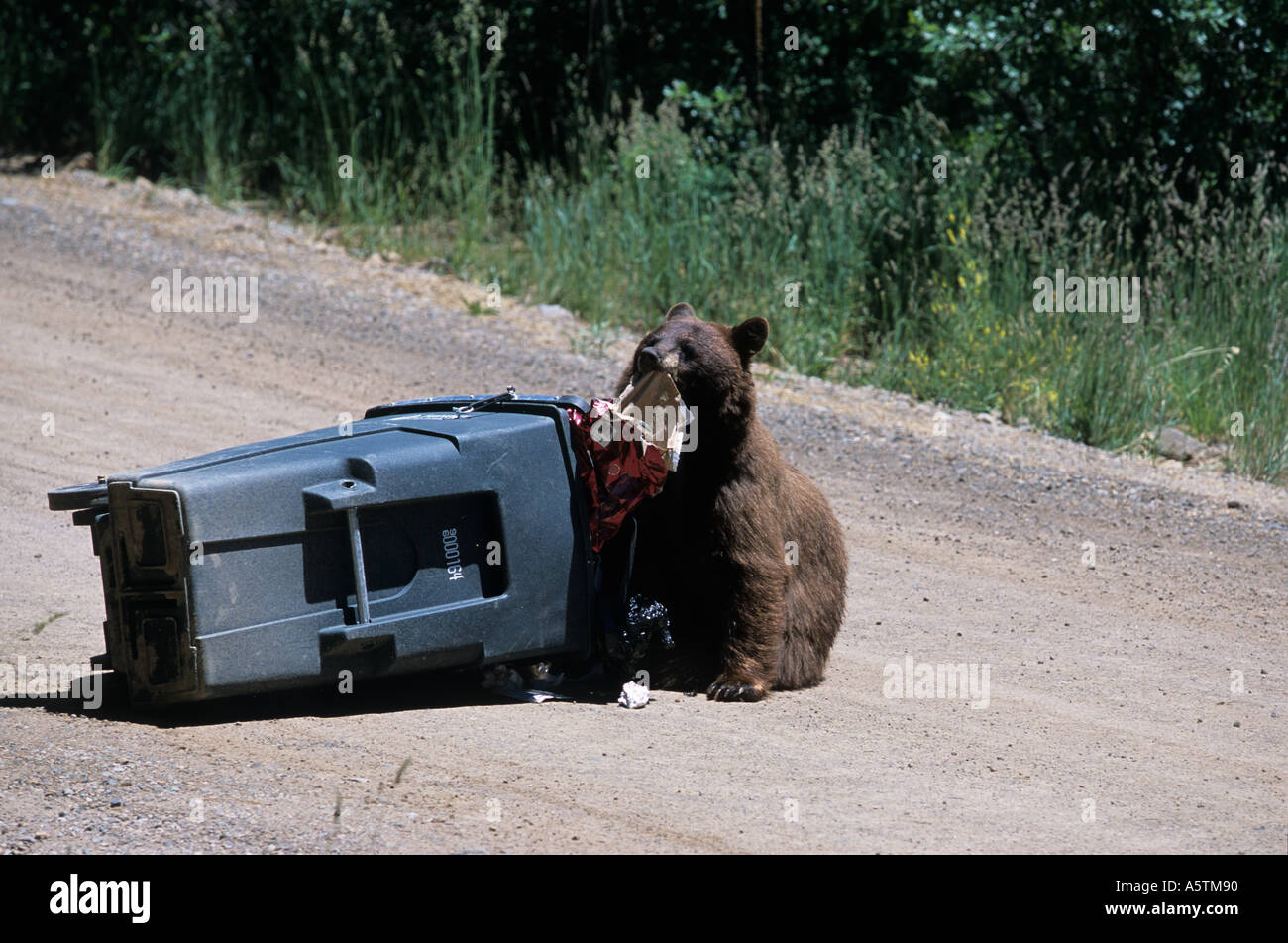 Durango Colorado Black Bear di arrivare a sopportare la prova contenitore di rifiuti Foto Stock