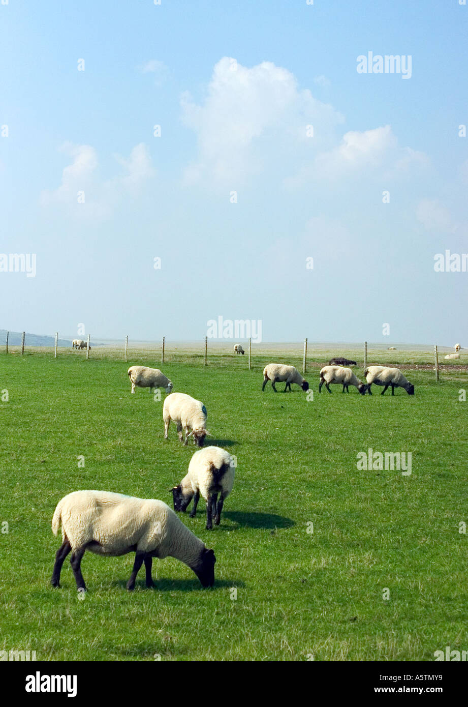 Una scena pastural di pecore al pascolo. Foto Stock