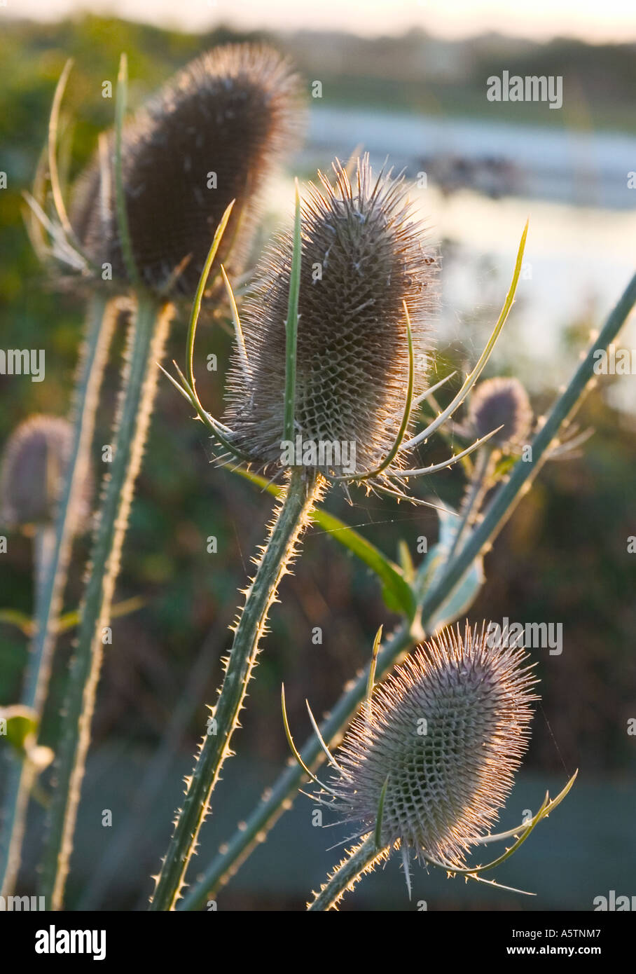 Close-up di fiori selvatici - Teasel Dipsacus fullonum. Foto Stock