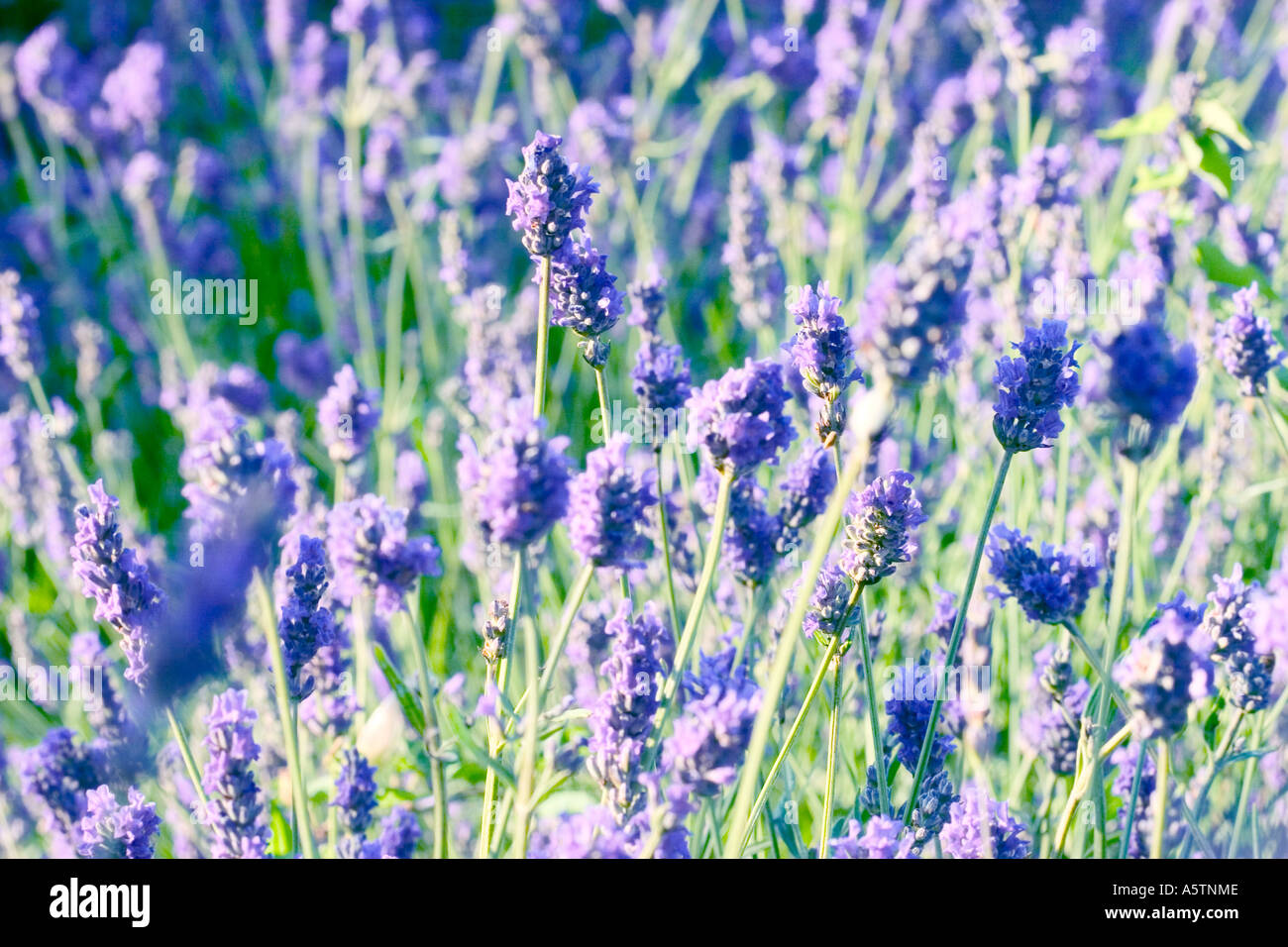 Telaio completo colpo di lavanda in inglese su un giorno d'estate. Foto Stock