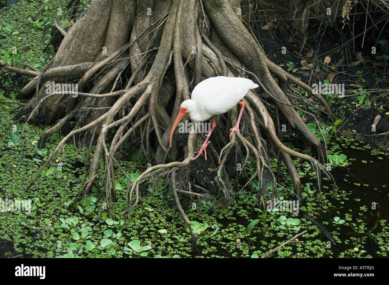 Bianco (Ibis Eudocimus albus) alimentare lungo la base della struttura, Audubon cavatappi santuario di palude, Florida del Sud Foto Stock