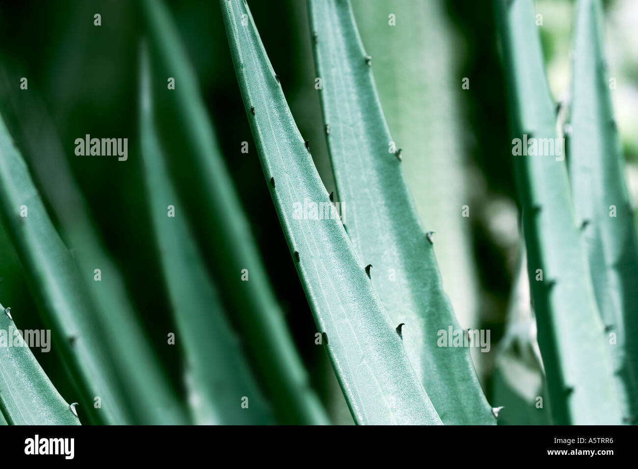 Nome comune: Cactus Foto Stock