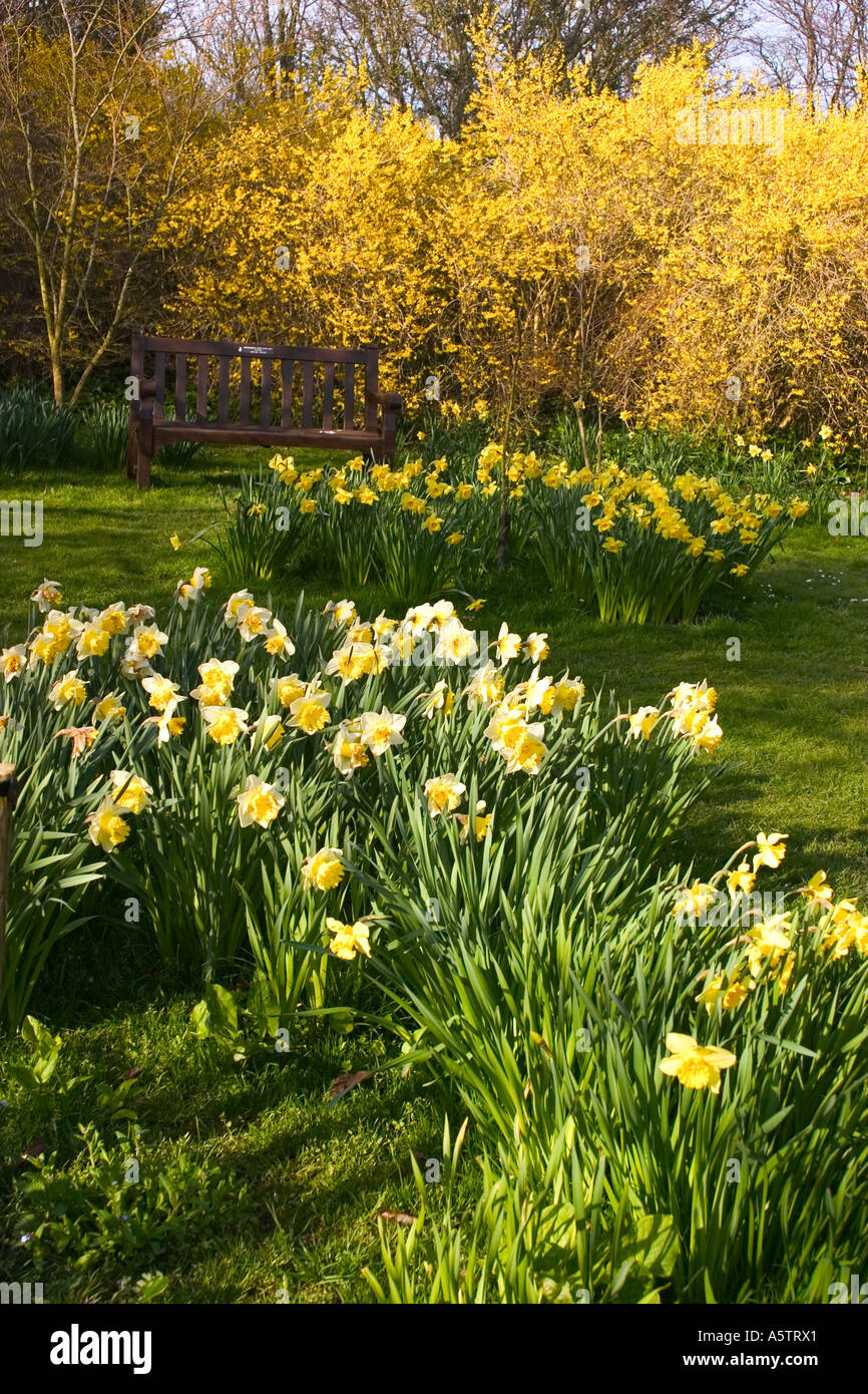 Nome comune: Daffodil nome latino: narcisi Foto Stock