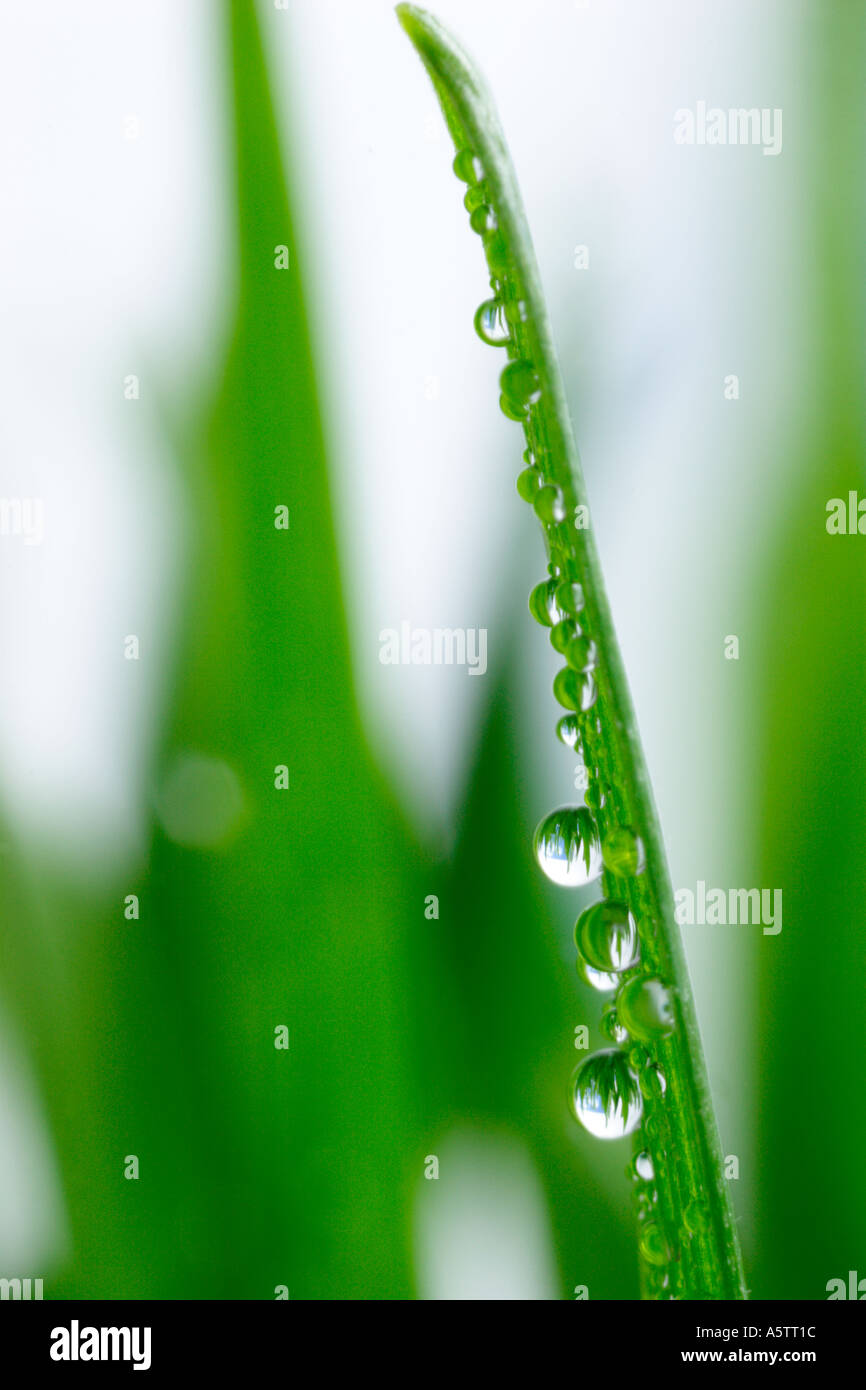 Le goccioline di acqua sulla pala di erba Foto Stock