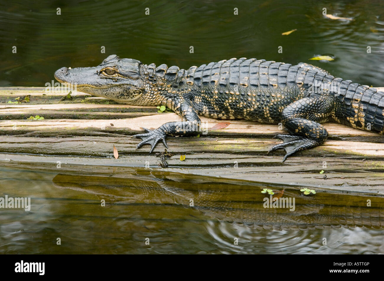 Il coccodrillo americano (Alligator mississippiensis) capretti sul log, Audubon cavatappi santuario di palude, Florida del Sud Foto Stock