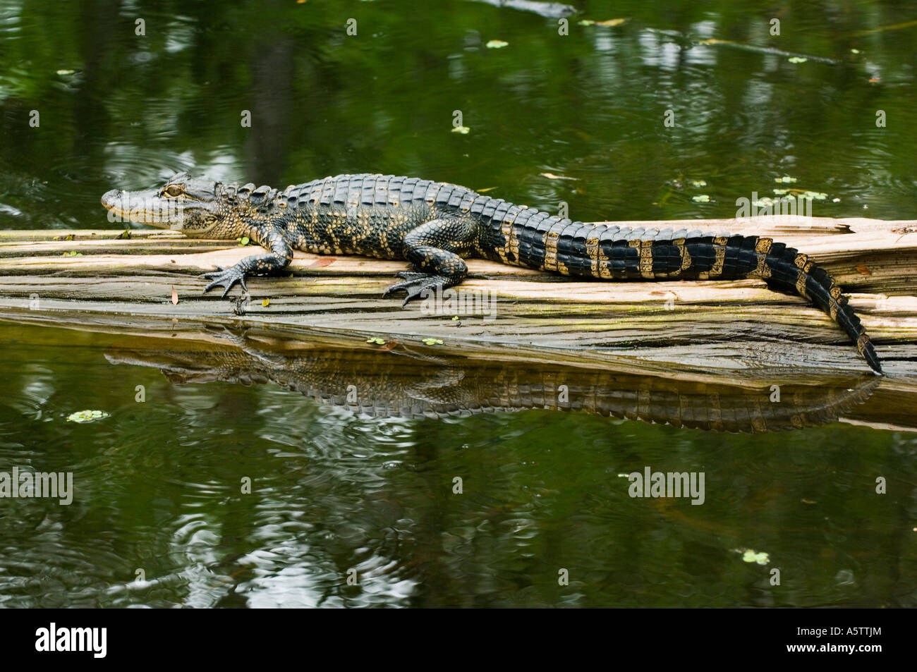 Il coccodrillo americano (Alligator mississippiensis) capretti sul log, Audubon cavatappi santuario di palude, Florida del Sud Foto Stock