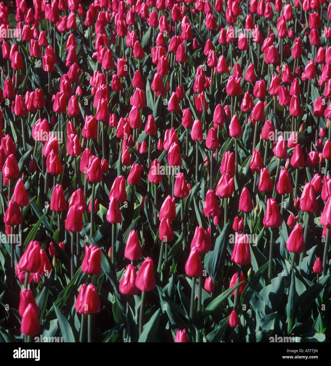 Tulip fiori rosa in primavera meteo giardino, STATI UNITI D'AMERICA Foto Stock