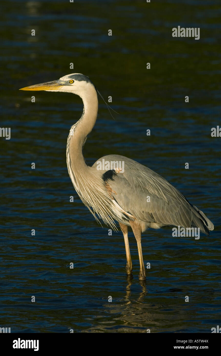 Airone blu (Ardea erodiade) costa del Golfo della Florida USA Foto Stock