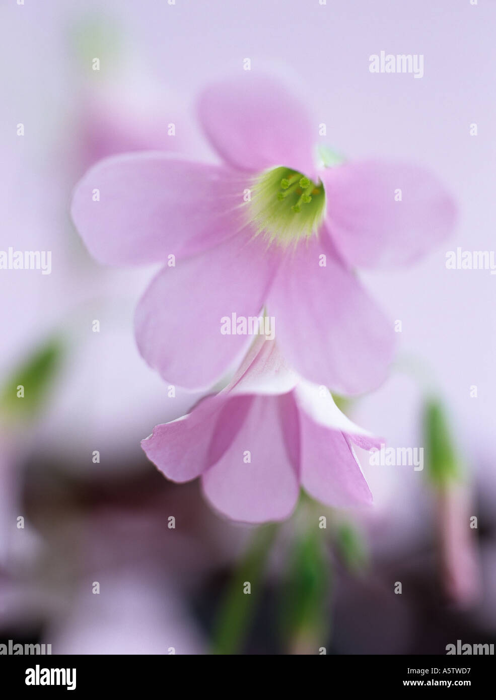 Viola SHAMROCK Oxalis triangularis due soft fiori rosa in stretta fino backlit contro un colore rosa pallido sfondo pastello Foto Stock