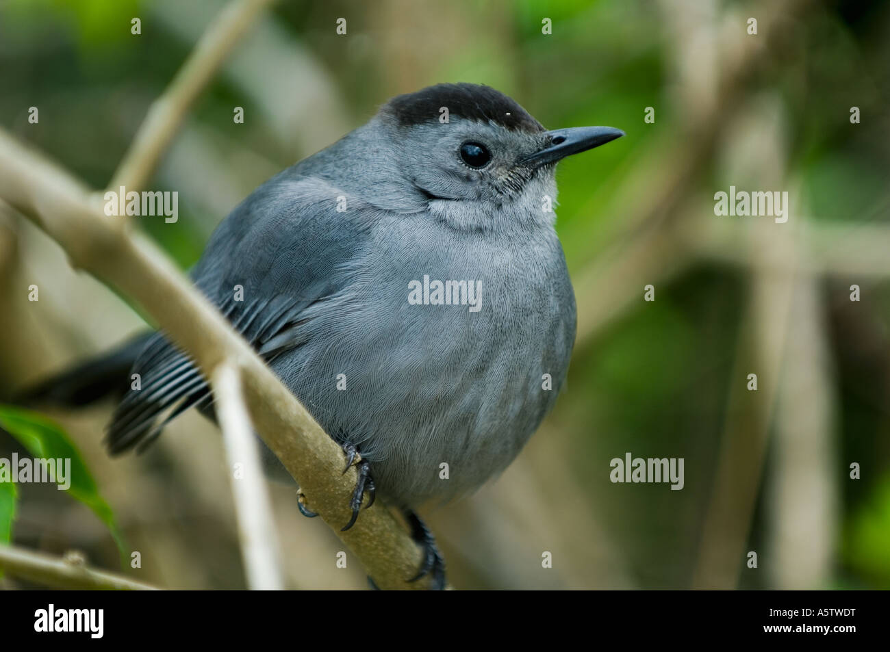 Grigio (Catbird Dumetella carolinensis) Cavatappi palude santuario FLORIDA Foto Stock