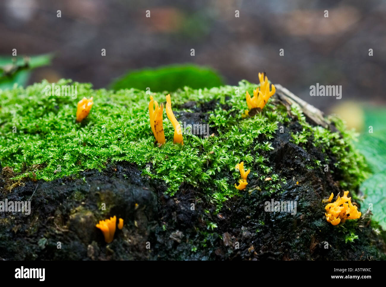 Close up di funghi di colore giallo Foto Stock