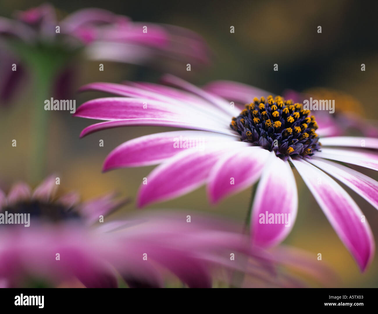 OSTEOSPERMUM SILVIA o africano Daisy differenzialmente focalizzata sul centro di rosa e fiore bianco con altri fiori sfocato dietro Foto Stock