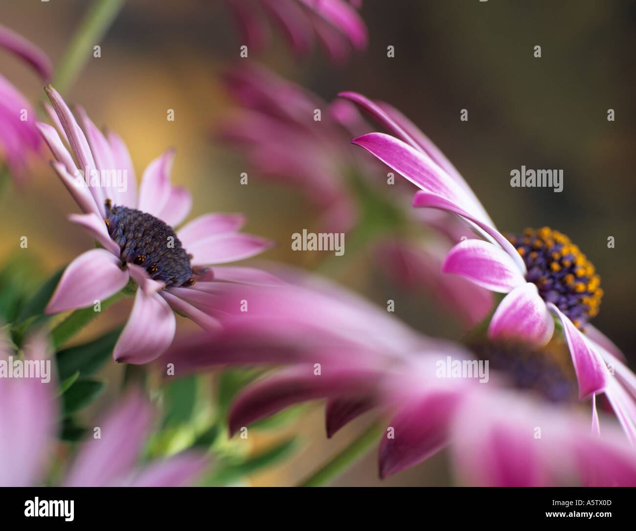 OSTEOSPERMUM SILVIA o africano Daisy differenzialmente focalizzata sul centro del fiore rosa con altri fiori sfocati fuori fuoco. Inghilterra Regno Unito Gran Bretagna Foto Stock