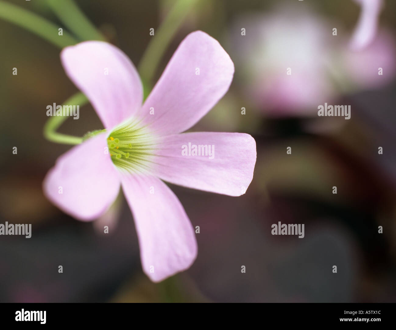 Viola SHAMROCK Oxalis triangularis singolo fiore rosa in stretta fino contro al di fuori della messa a fuoco fiori e foglie di viola Foto Stock