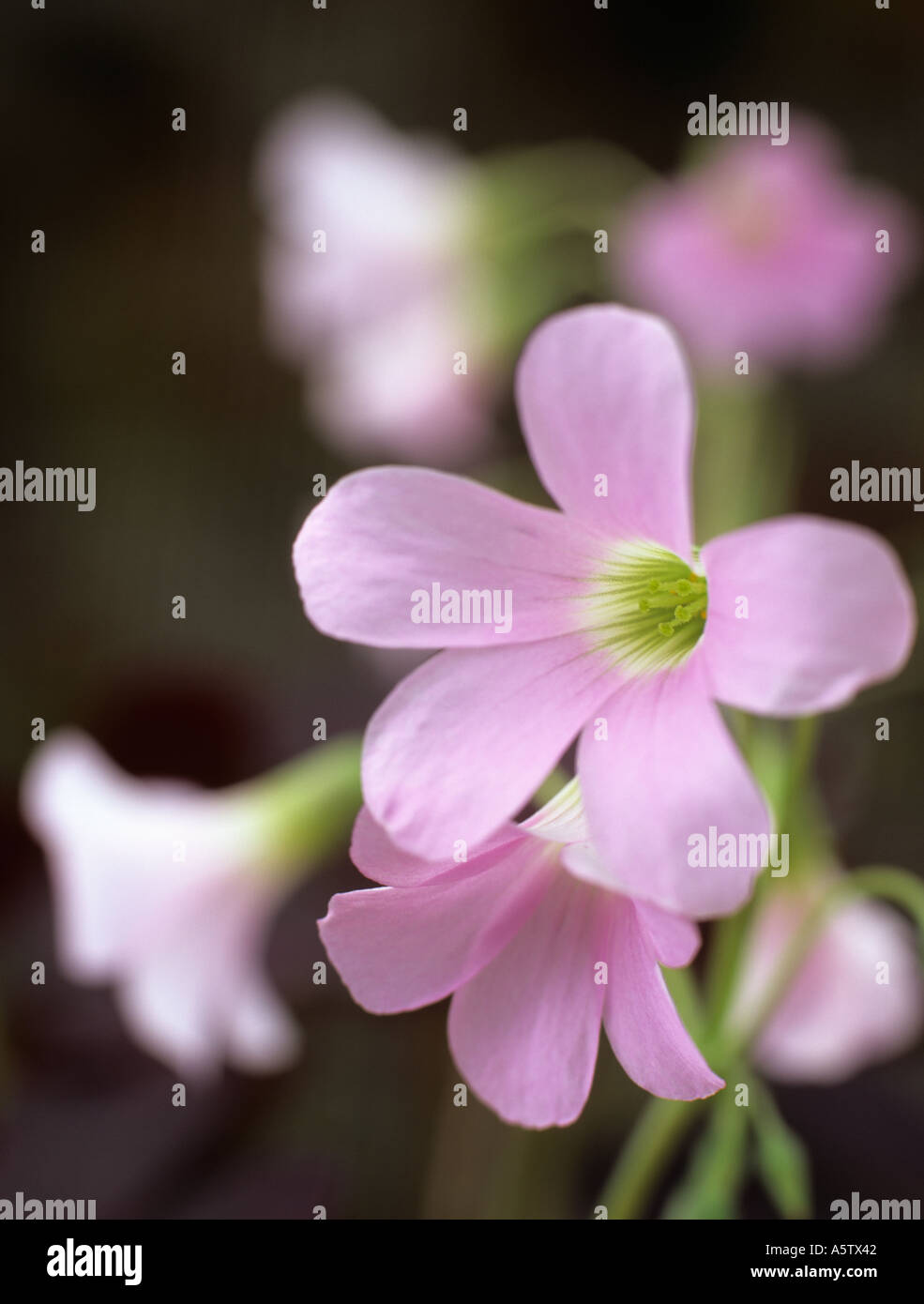 Viola SHAMROCK Oxalis triangularis due fiori rosa in stretta fino contro al di fuori della messa a fuoco fiori Foto Stock