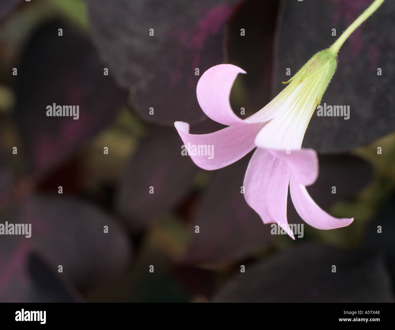 Viola SHAMROCK Oxalis triangularis singolo fiore rosa in stretta contro di foglie di colore viola Foto Stock