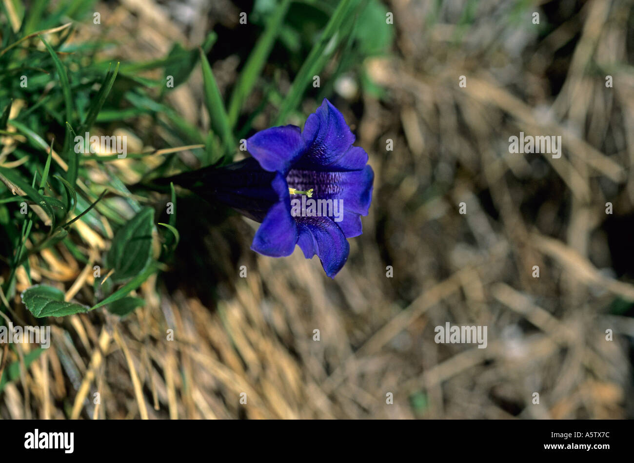 Tromba Genziana Gentiana kochiana Karwendel Germania Foto Stock