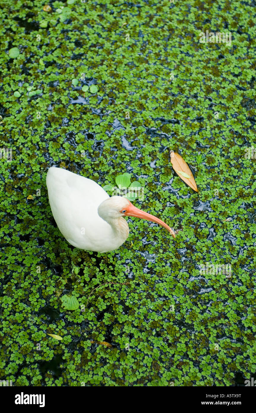 Bianco (Ibis Eudocimus albus) lenticchie d'acqua, Audubon cavatappi santuario di palude, FLORIDA Foto Stock
