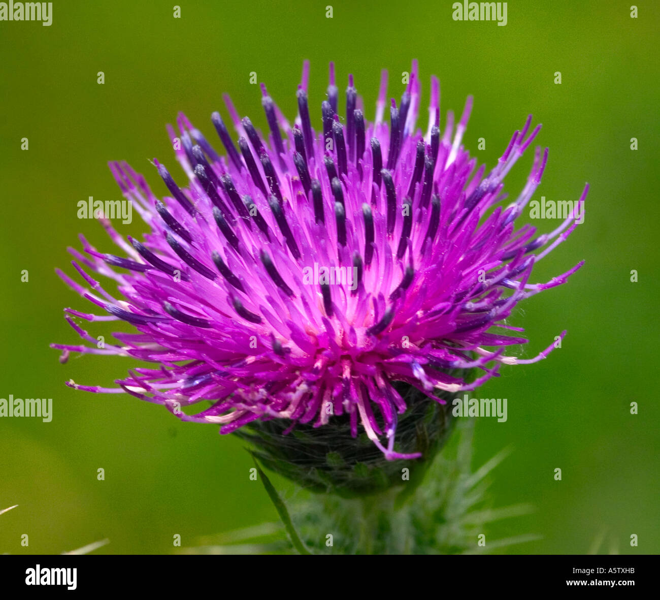 Close up scottish thistle sparato contro un morbido sfondo verde Foto Stock