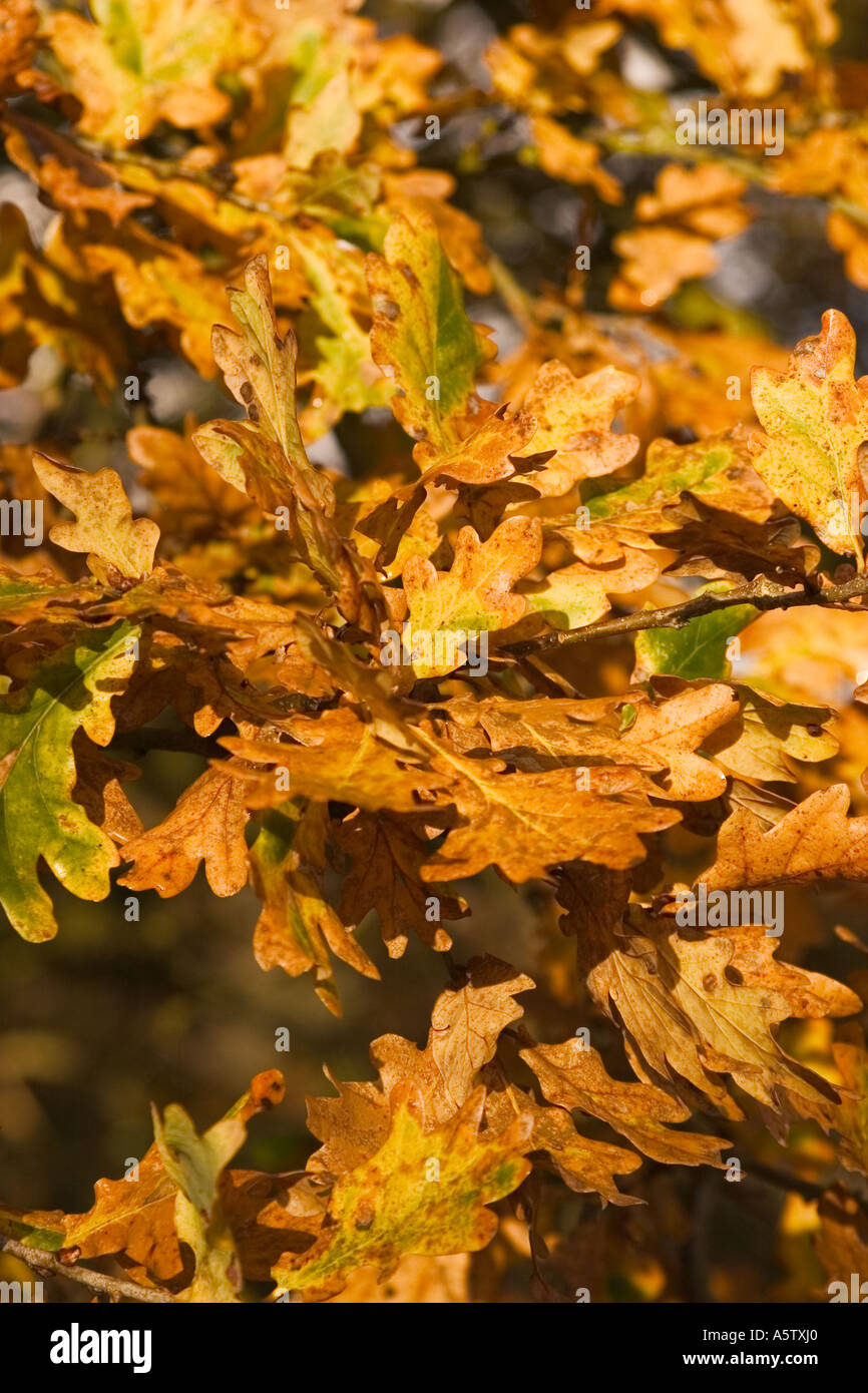 Autunnale di colpo di rovere dorato foglie di albero Foto Stock