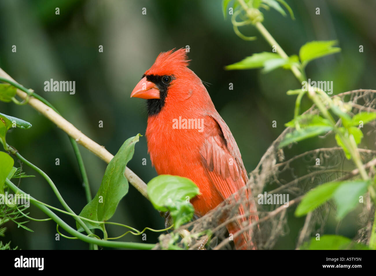 Il Cardinale settentrionale (Cardinalis cardinalis) maschio cavatappi palude santuario FLORIDA Foto Stock