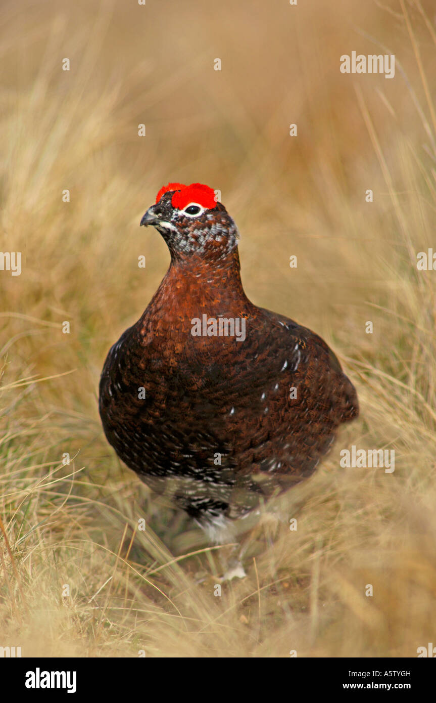 Red Grouse maschio in primavera. Xb 5001-467 Foto Stock