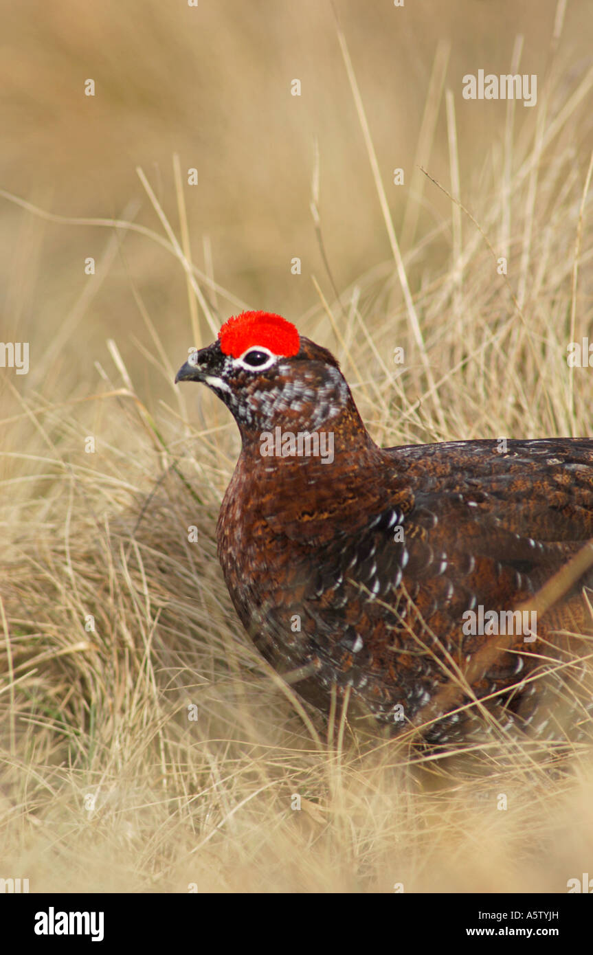 Rosso maschio di gallo forcello in primavera XB 5002-467 Foto Stock