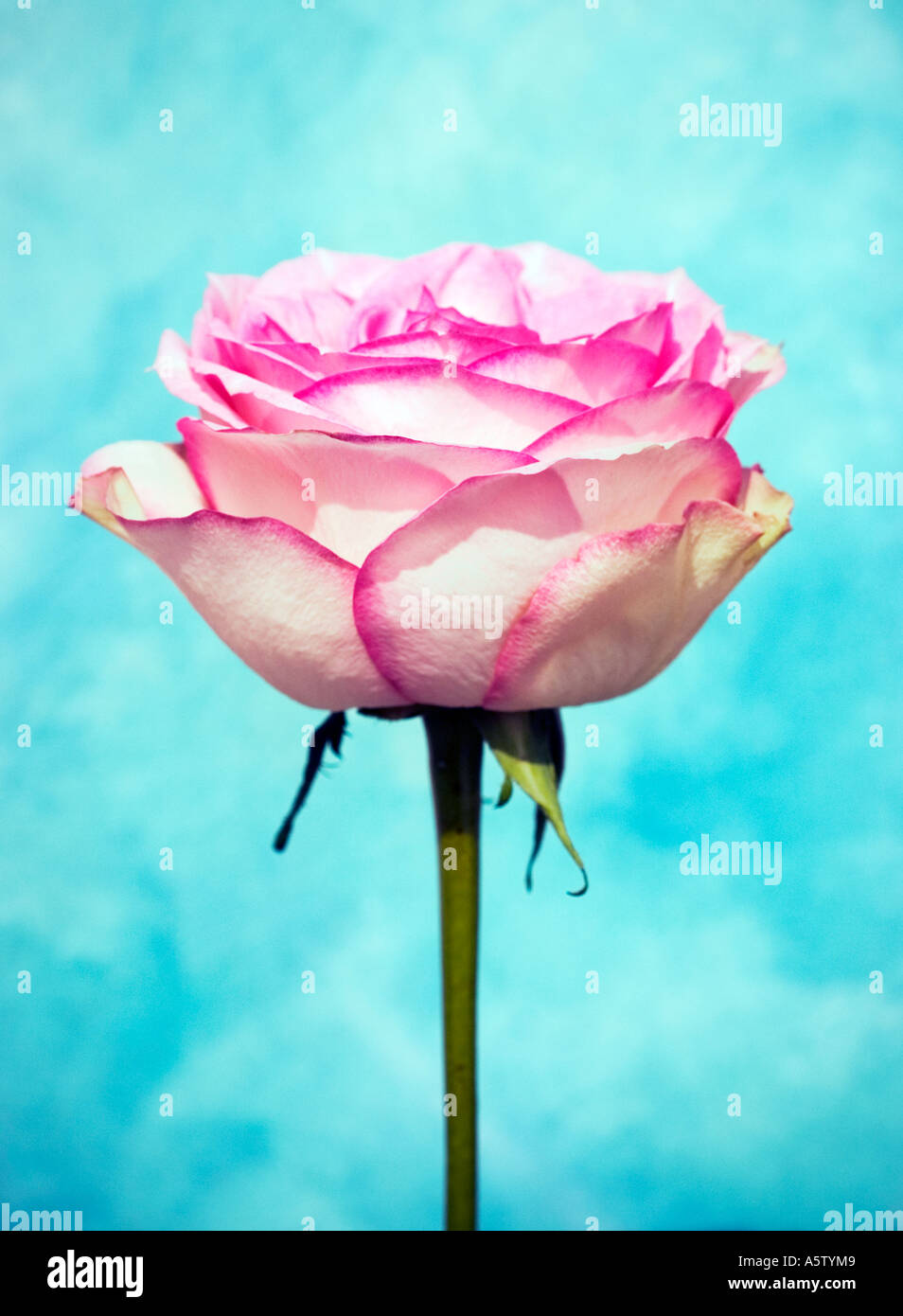 Nome comune: Rose nome latino: Rosa Foto stock - Alamy