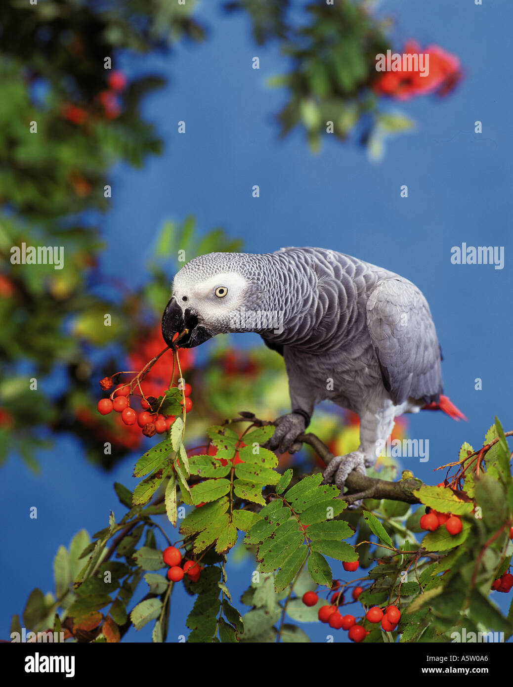 Pappagallo Grigio Africano (Psittacus Erithacus). Adulto arroccato su un ramoscello di Rowan. Germania Foto Stock