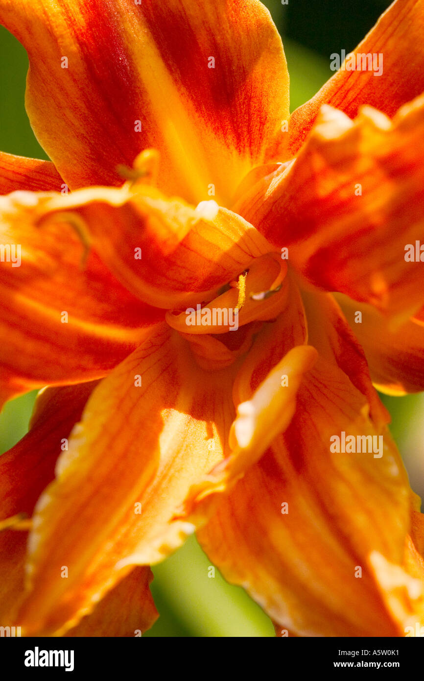 Nome comune: Lily nome latino: Lilium Foto Stock