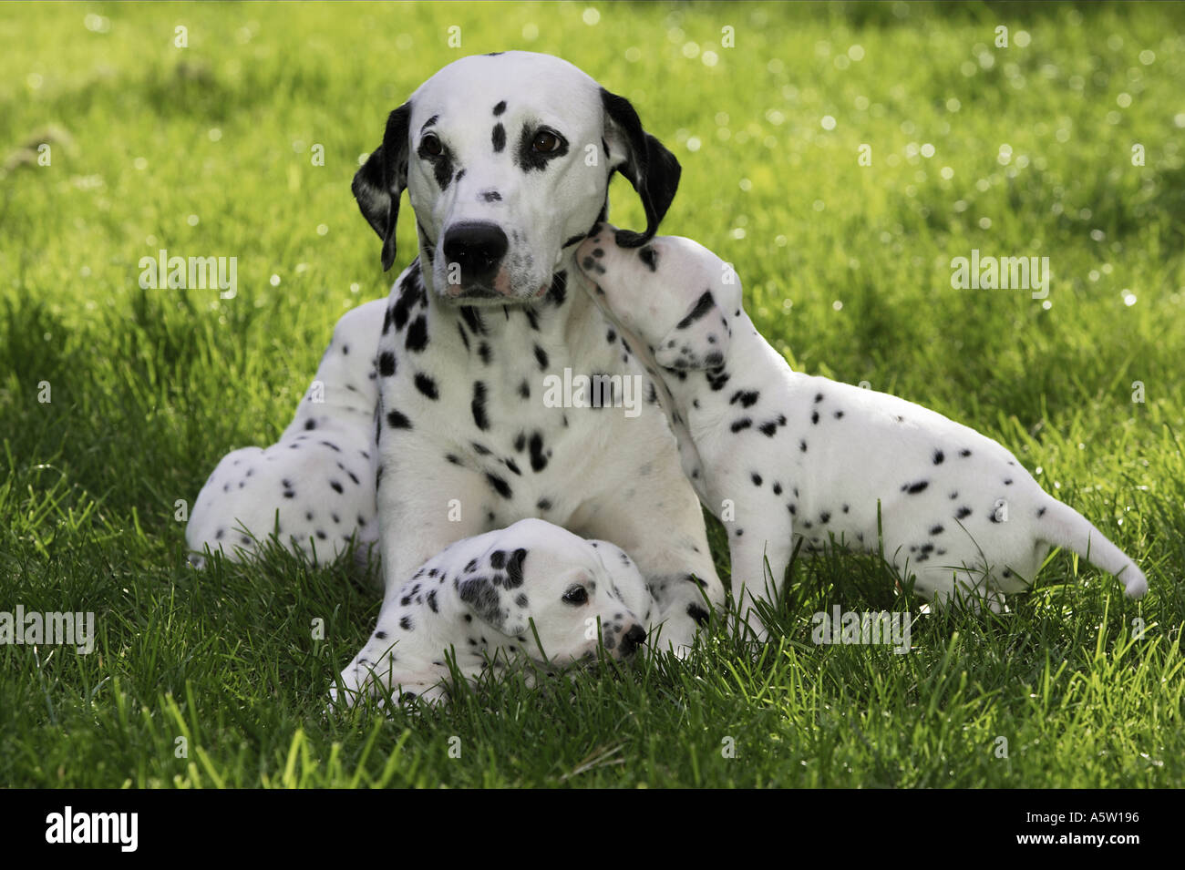 Cane dalmata e due cuccioli su prato Foto Stock