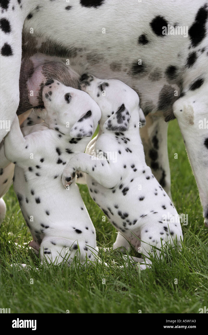 Cane dalmata cuccioli di allattamento sul prato Foto Stock
