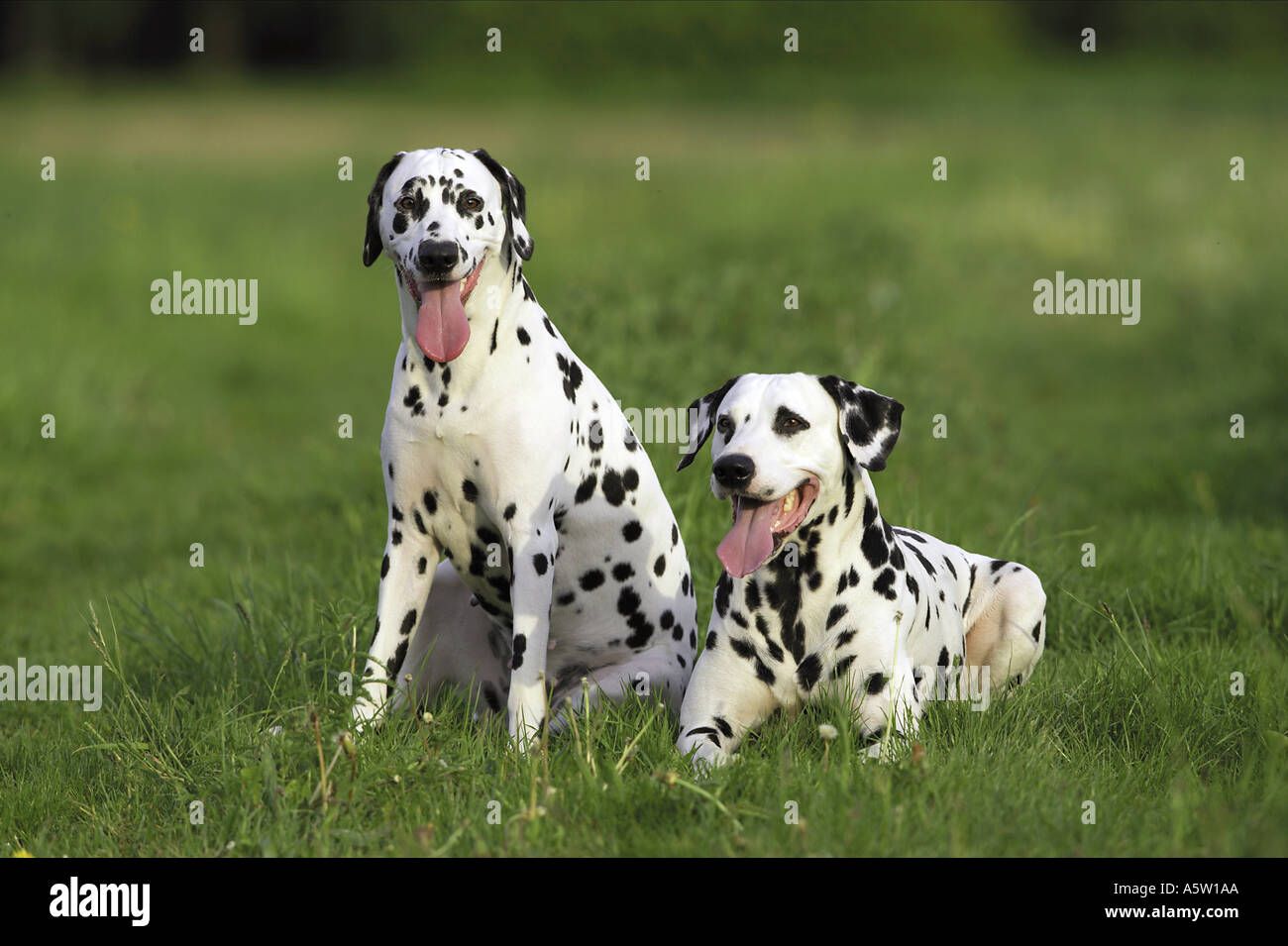 Dalmata. Un paio di cani adulti in un prato Foto Stock