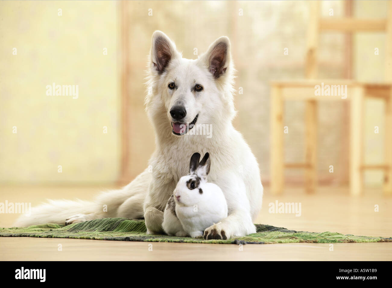 Animale-amicizia : Berger Blanc Suisses con coniglio Foto Stock